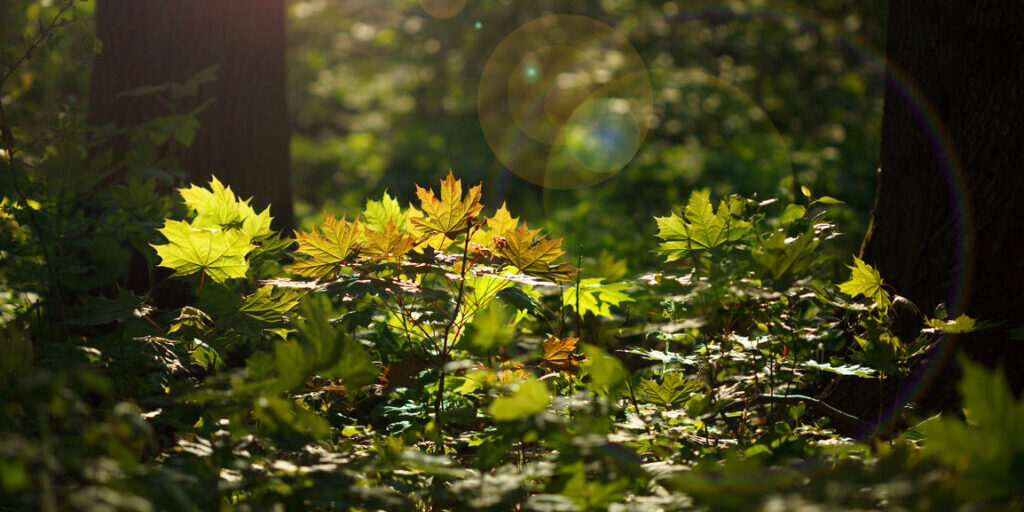 Brushwood in the bright morning light, lens flare effect